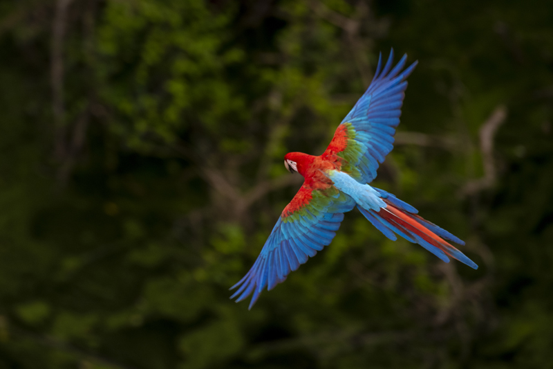 Bonito - Photo by Hudson Garcia (2)